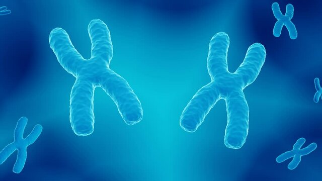 X chromosome pair, female 23. chromosome pair carrying the DNA