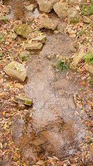 The ground fully covered by the dropped colorful autumn leaves on it in autumn