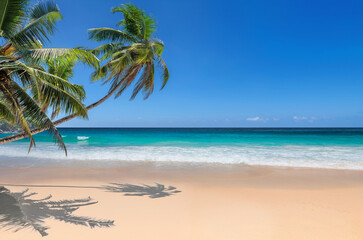 Obraz na płótnie Canvas Palm trees on Paradise sandy beach and tropical sea. Summer vacation and tropical beach concept. 