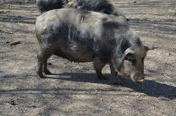 Fototapeta premium Munich miniature pigs