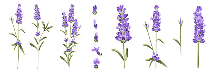 Set of differents lavender branches on white background. - obrazy, fototapety, plakaty