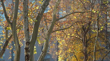 The beautiful autumn landscape with the colorful autumn leaves on the trees in autumn