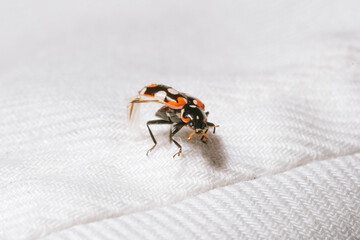 macro photography of ladybug walking on white cloth