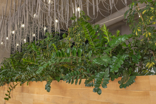Green wall of plants in a pizzeria in a shopping mall. Beautiful modern interior in a loft style. Green architecture, vertical garden.