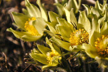 yellow flowers in the garden