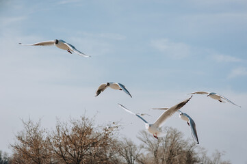 A flock of beautiful seagulls with long wings flies and soars above the ground, near the pier in cloudy spring weather against the background of trees and the sky.