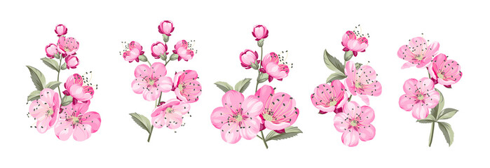 Set of differents sakura on white background. © Kotkoa