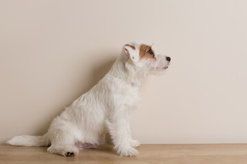 cute fluffy puppy Jack Russell Terrier, sitting on the wooden floor, in front of the wall