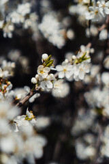 Spring flowers