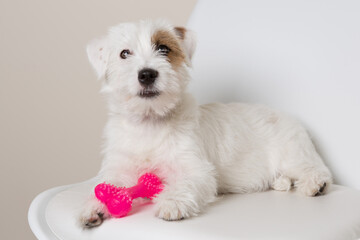 white fluffy white puppy, jack russell terrier, sitting on a white chair, holding a toy bone in his paws