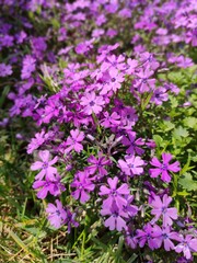 flowers in the garden