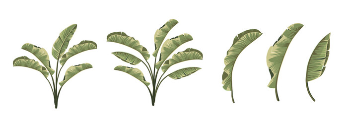Set of differents banana leaves on white background. © Kotkoa