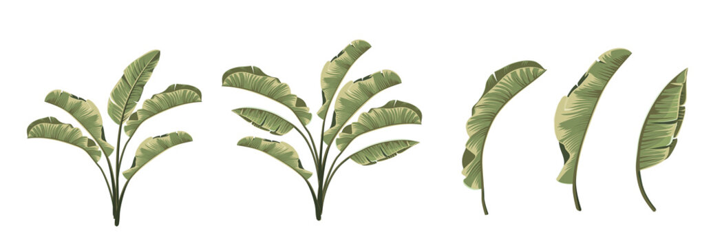 Set of differents banana leaves on white background.