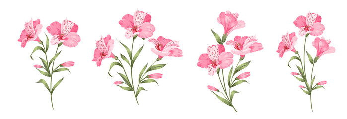 Set of differents alstroemeria flowers on white background. © Kotkoa