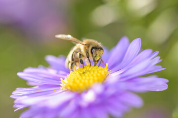Bee - Apis mellifera - pollinates Michaelmas daisy - Aster novi-belgii