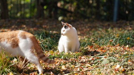 The wild cats playing in the park with the warm sunlight on them