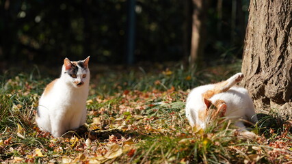 The wild cats playing in the park with the warm sunlight on them