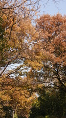 The colorful autumn landscape with the beautiful autumn leaves on the trees in autumn