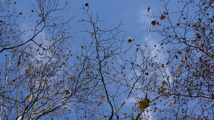 The beautiful autumn view with the colorful autumn leaves on the trees in the forest