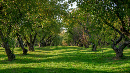 Country green landscape. Fruit garden in summer. Green lawn with old fruit trees