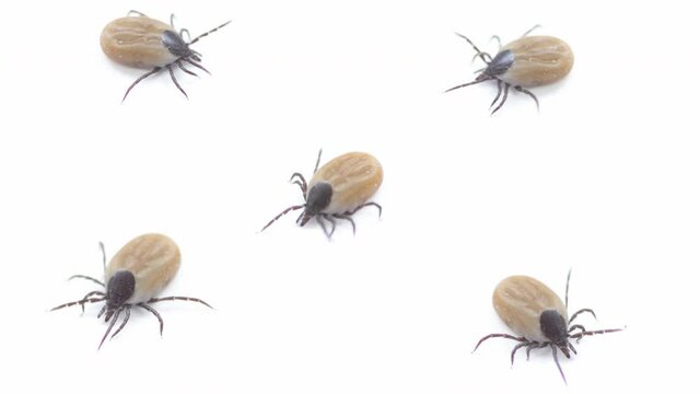 Ixodes scapularis 5  ticks Macro collage on white BG. Bloated parasites drunk on blood, Dangerous insect mite. Encephalitis, Lyme disease infection.