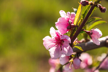 Pink flowers of nectarine tree close-up on blurred background