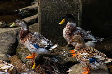 Flock of wild Anas platyrhynchos (Mallard ducks) under the bridge in Japanese river in sunny day