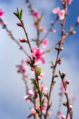 Pink flowers on branches of nectarine tree close-up against blue sky