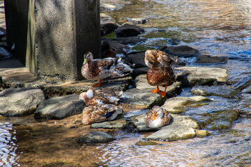 Flock of wild Anas platyrhynchos (Mallard ducks) under the bridge in Japanese river in sunny day