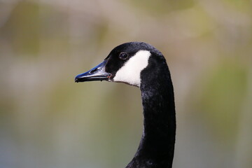 close up of the neck and head of a canada goose