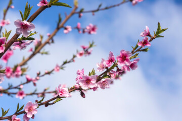 Pink flowers on branches of nectarine tree close-up against blue sky