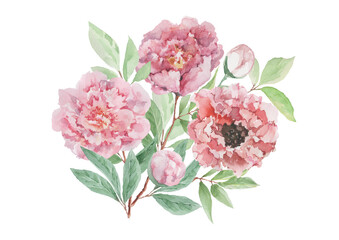 Bouquet of pink peonies with buds and green leaves; Watercolor on a white background for cards; wedding invitations; print; background; textile; packaging; wrapping.