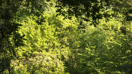 foresta