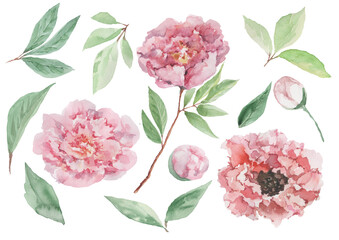 Set of pink peony flowers with buds, leaves and stems. Watercolor on a white background with isolated elements for the design of cards, invitations, prints, backgrounds, textiles, packaging.