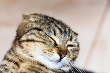 cat close up portrait with her eyes closed. Horizontal image