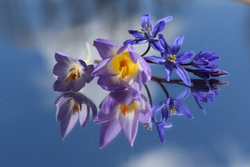 Fototapeta na wymiar The first crocus flowers in spring