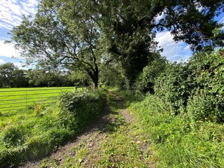 Fototapeta na wymiar Rough track, past a field, with old trees, and hedges in, Newbiggin, Leyburn, UK