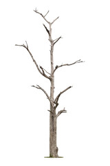 Dead tree isolated on a white background, clipping  path.