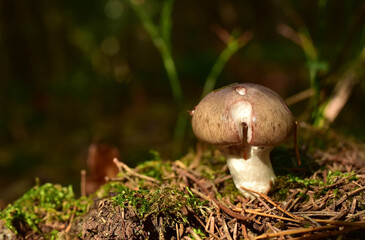 Russula mushroom in the forest