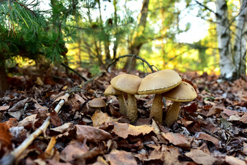 Group of the edible brown cap boletus among the grass and moss in autumn forest. Awesome fungus Aspen Mushroom against the background of green vegetation in of sunbeams. Birch bolete