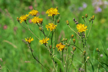 Blooming  bush of salsify,  tragopogon