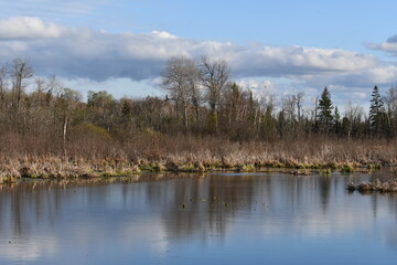 Fototapeta na wymiar Spring scene of marsh and wetlands along river front 