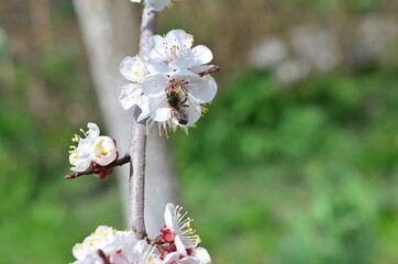 bee on a flower