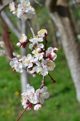 tree flowers