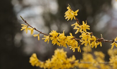 Blooming Forsythia in the Garden during Spring. Yellow Flowering Tree during Springtime.