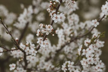 Blooming Blackthorn during Spring in the Garden. White Sloe Blossom in Nature. Prunus Spinosa is a Flowering Plant in the Rose Family Rosaceae.