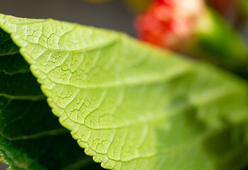 Green leaf veins macro photo