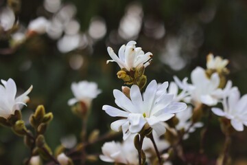 Obraz premium Blooming Star Magnolia in the Garden during Springtime. Beautiful Flower Head of White Magnolia Stellata during Spring.