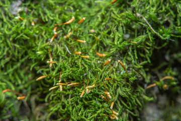 Green background with tree climacium moss in soft focus at high magnification. Highly visible sprouts of moss, sporangium and sporophyte. Beauty of nature and the environment.