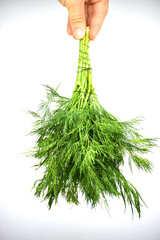 Dill on white background, greenery photo